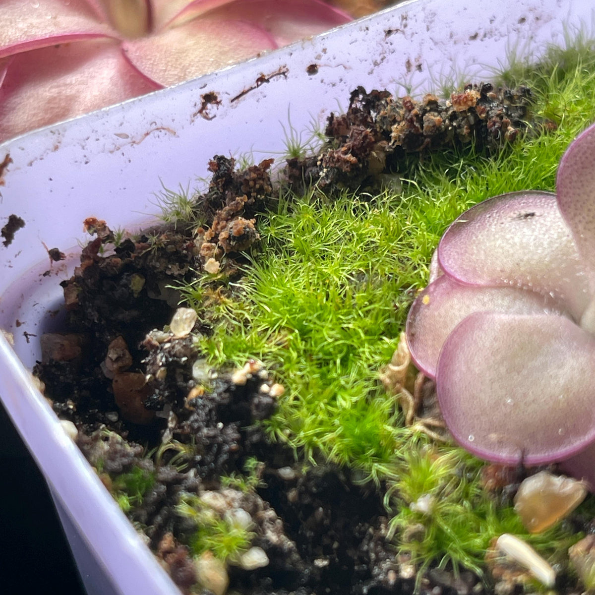 Live Moss for Ping Rocks