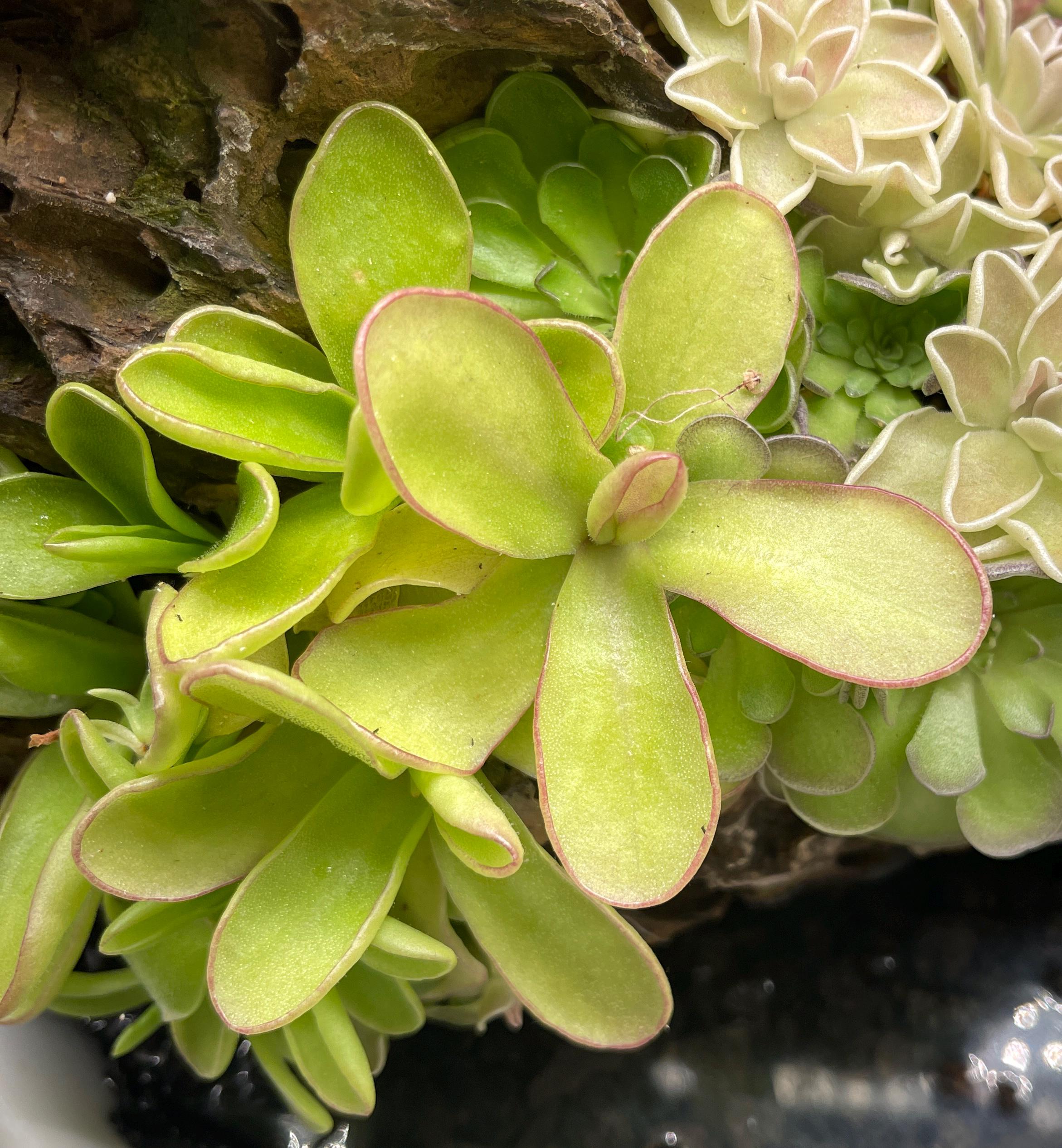 Pinguicula Razzberry Blonde - Tissue Culture, Small (5.5oz) Flask