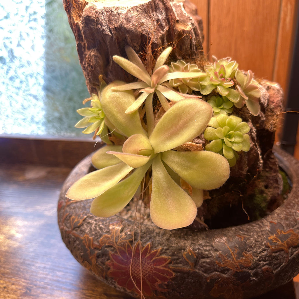 Pinguicula Agnata "Zimapan"- Tissue Culture Flask Small (5.5oz)