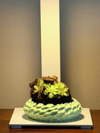 Nano Pinguicula Rock Display Starter Kit - Random Selection