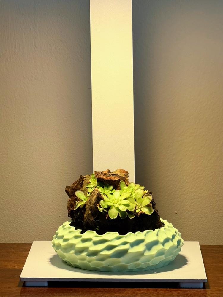 Nano Pinguicula Rock Display Starter Kit - Random Selection