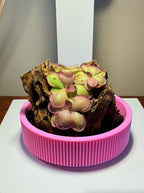 Nano Pinguicula Rock Display Starter Kit - Random Selection