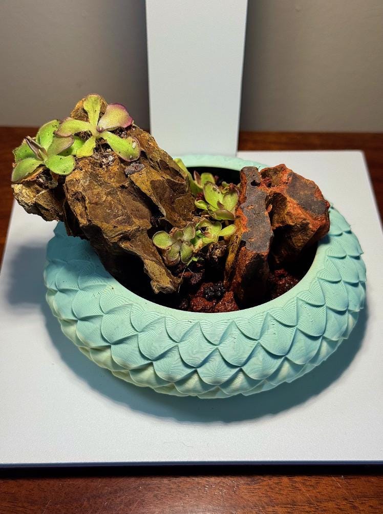 Nano Pinguicula Rock Display Starter Kit - Random Selection