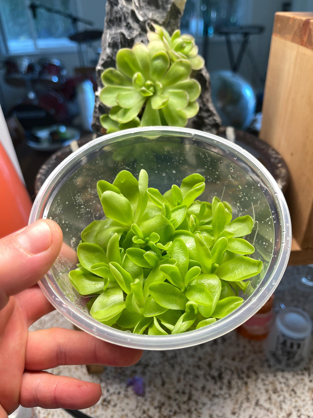 Pinguicula Moranensis- Tissue Culture Flask Large (12oz)