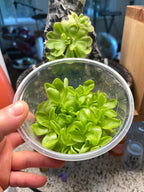 Pinguicula Moranensis- Tissue Culture Flask Large (12oz)