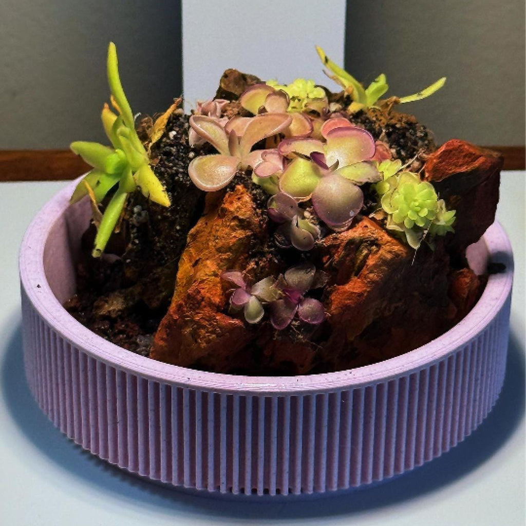 Nano Pinguicula Rock Display Starter Kit - Random Selection