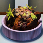 Nano Pinguicula Rock Display Starter Kit - Random Selection