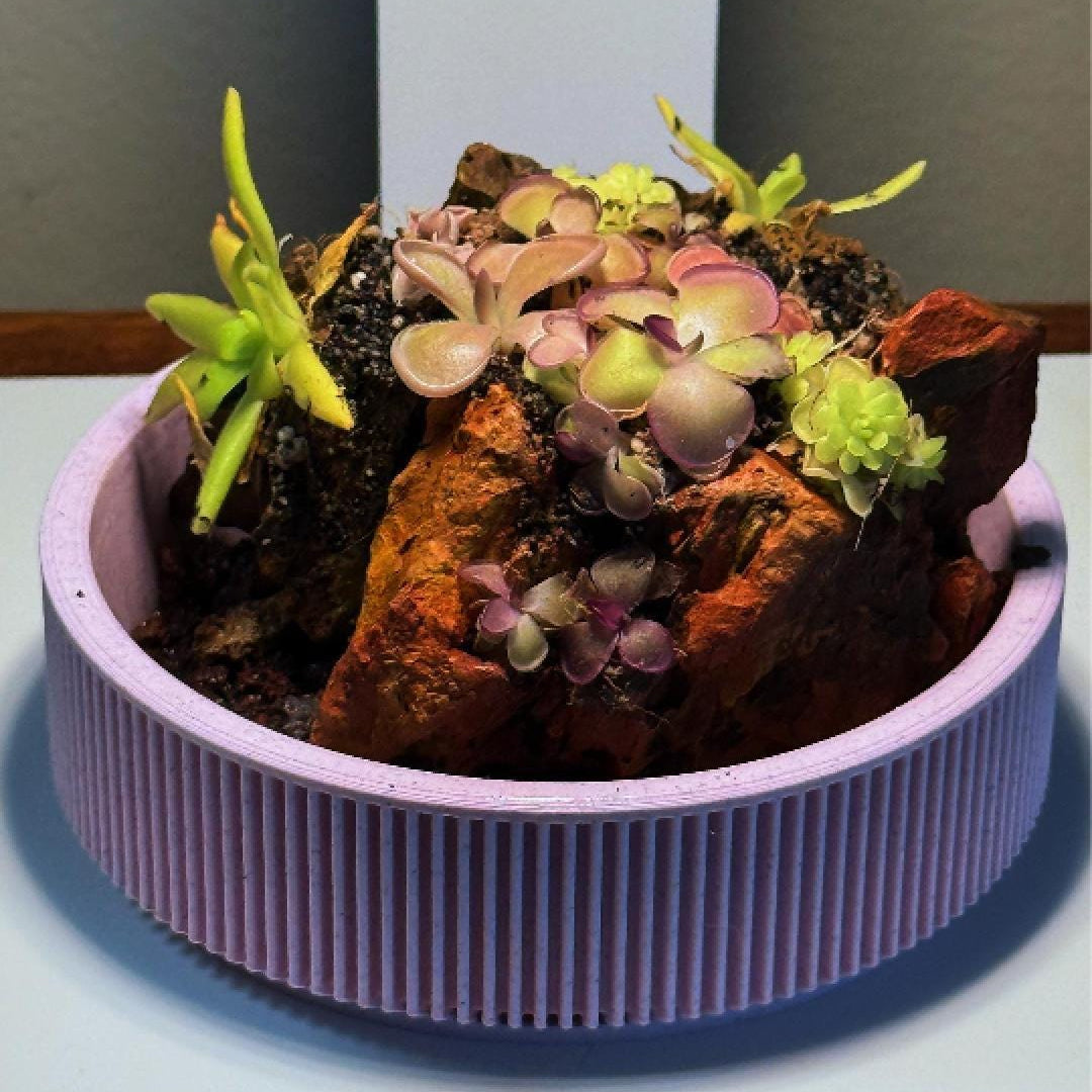 Nano Pinguicula Rock Display Starter Kit - Random Selection