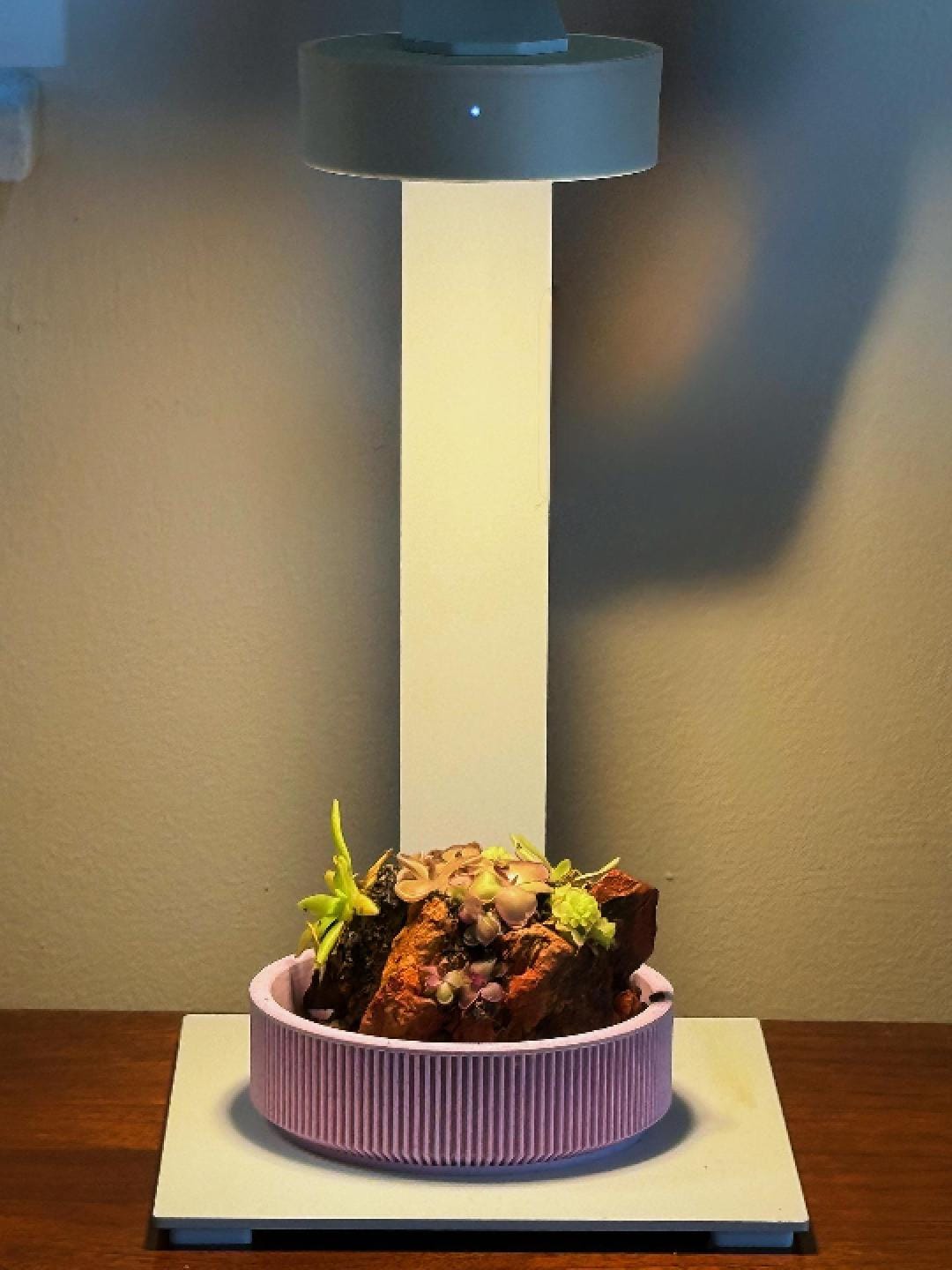 Nano Pinguicula Rock Display Starter Kit - Random Selection