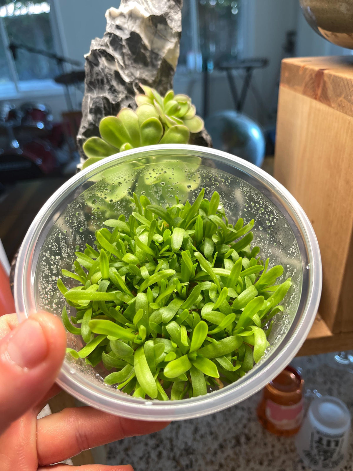 Pinguicula Martinezii x Moctezumae - Tissue Culture Flask, Large (12oz)