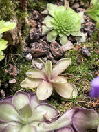 Pinguicula Riva - Tissue Culture Flask Large (12oz)