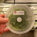 Pinguicula ibarrae - Tissue Culture Flask, Large (12oz)