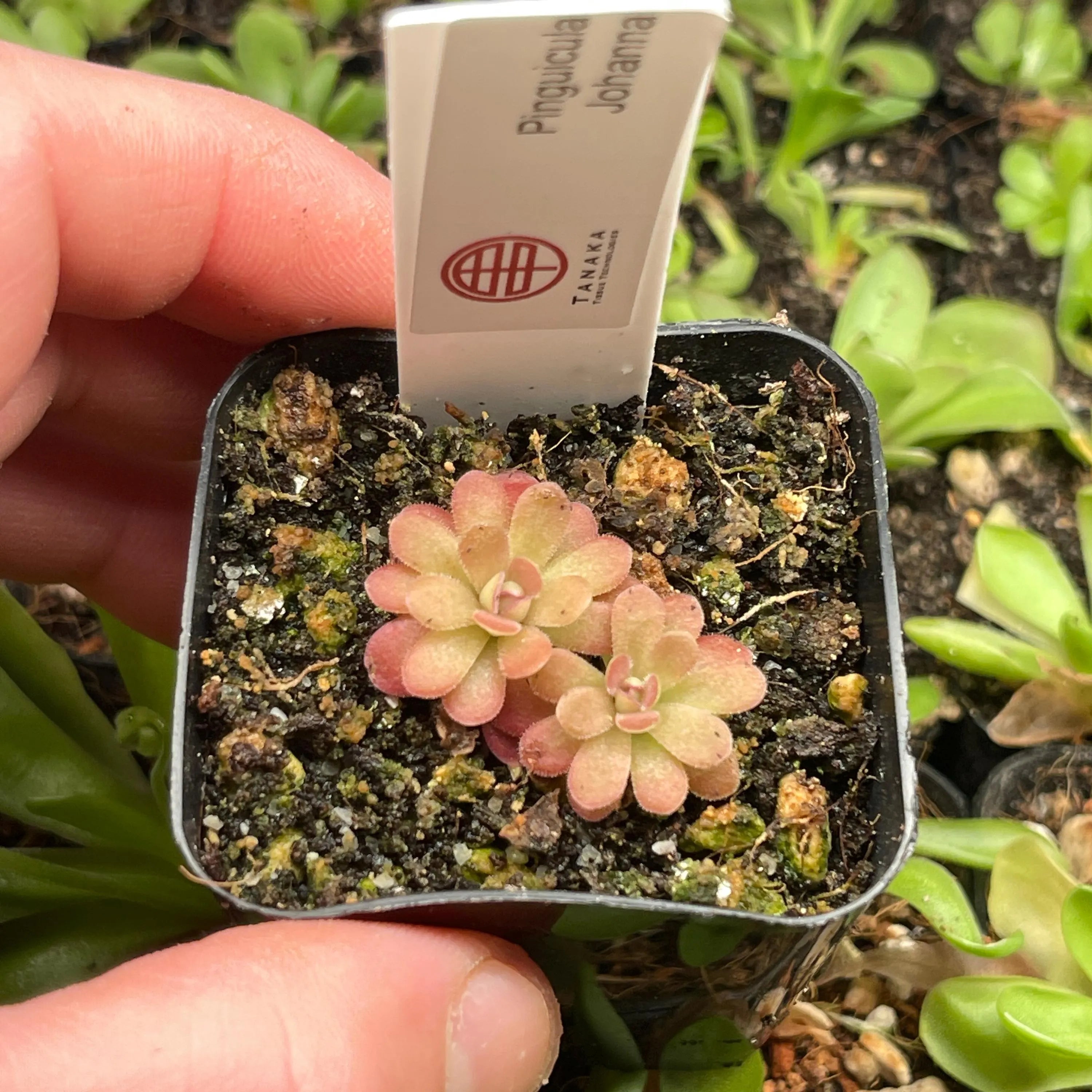 Pinguicula Johanna