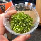 Pinguicula Yucca DO 1713 - Tissue Culture Small (5.5oz)