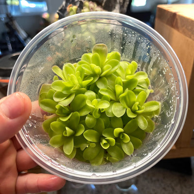 Pinguicula Ysi- Tissue Culture,  Large  (12oz) Flask