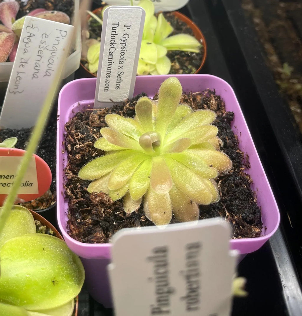 Pinguicula gypsicola x Sethos - Tissue Culture,  Large (12oz) Flask