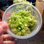 Pinguicula gypsicola x Sethos - Tissue Culture,  Large (12oz) Flask