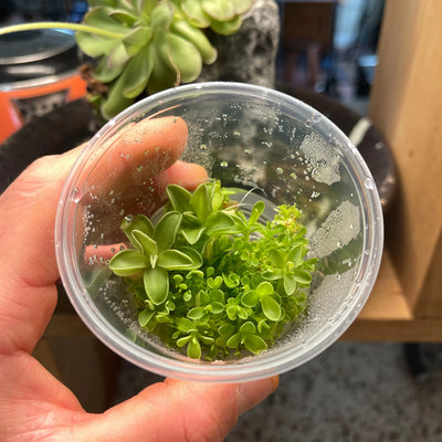 Pinguicula jaumavensis - Tissue Culture,  Small (5.5oz) Flask