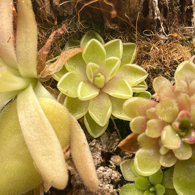 Pinguicula jaumavensis - Tissue Culture,  Large (12oz) Flask