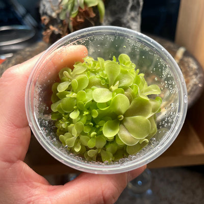 Pinguicula Weser- Tissue Culture Flask Small (5.5oz)