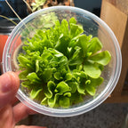 Pinguicula Riva - Tissue Culture Flask Large (12oz)
