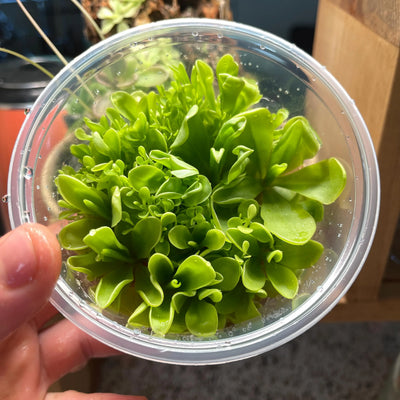 Pinguicula Riva - Tissue Culture Flask Large (12oz)