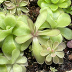 Pinguicula emarginata x moctezumae - Tissue Culture, Small (5.5oz) Flask