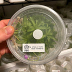 Pinguicula emarginata x moctezumae  - Tissue Culture, Large (12oz) Flask