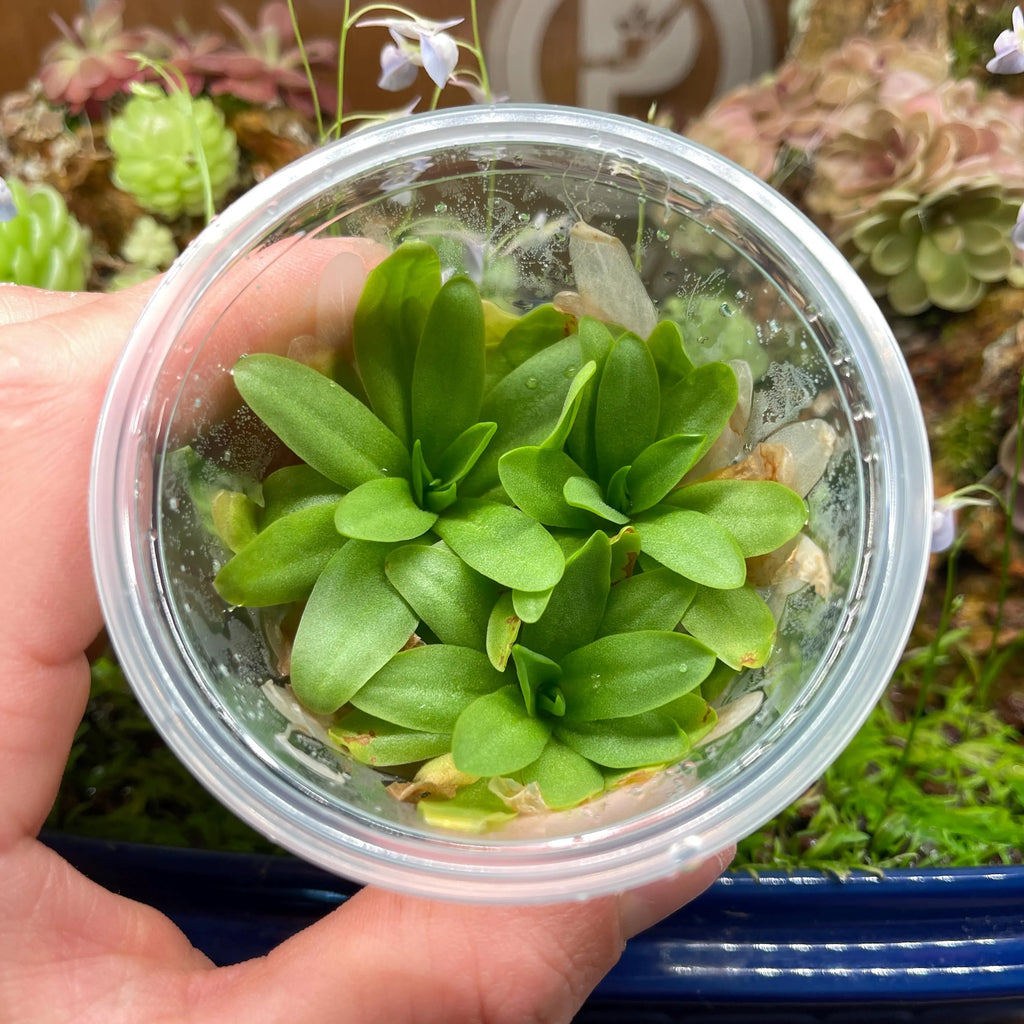 Pinguicula moctezumae x gigantea - Tissue Culture,  Small (5.5oz) Flask