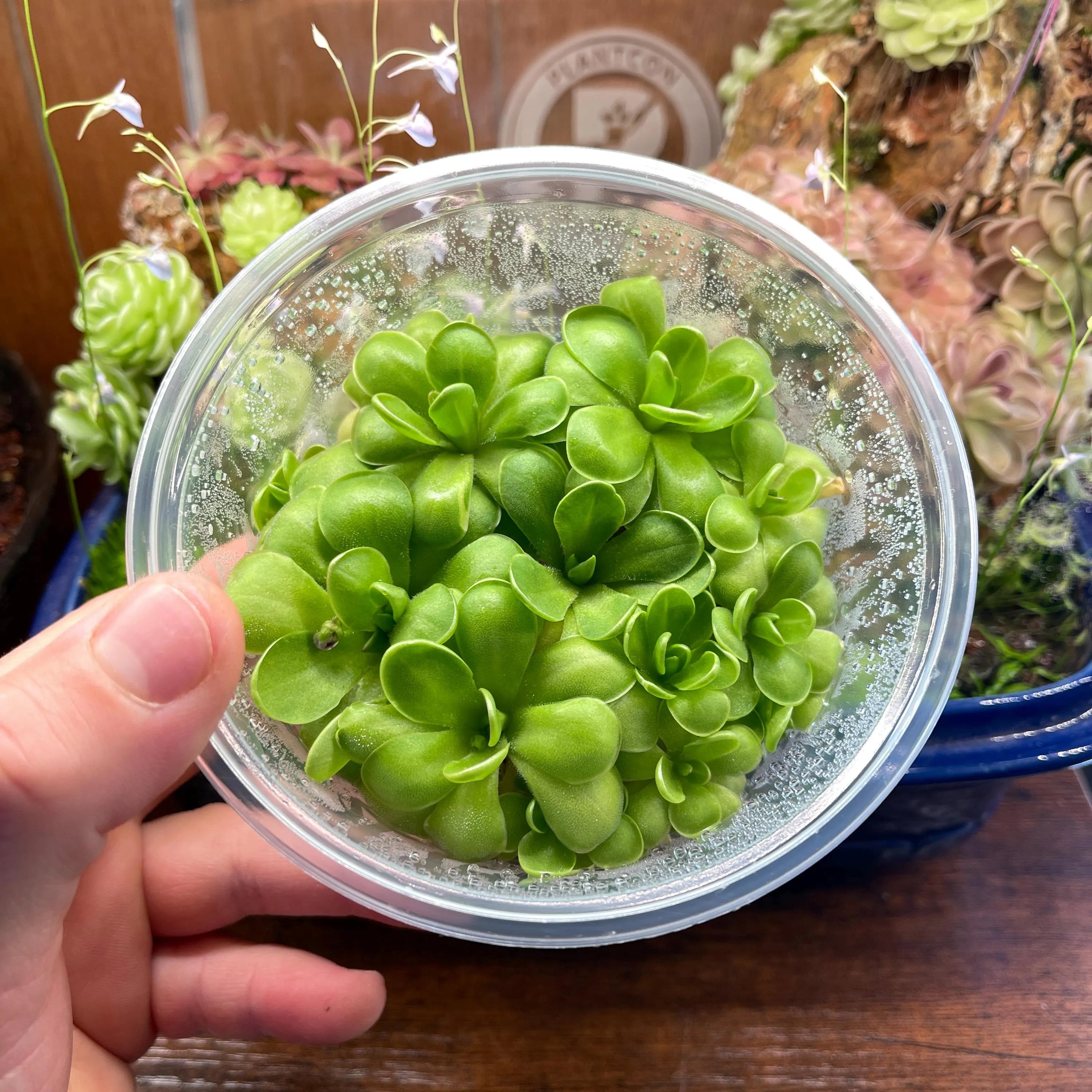 Pinguicula Hanka  - Tissue Culture, Large (12oz) Flask