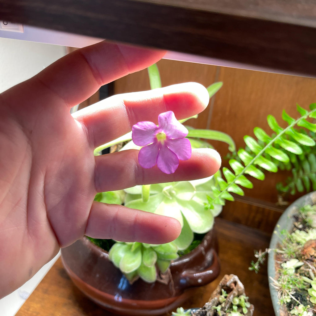 Pinguicula moctezumae x agnata - Tissue Culture, Small (5.5oz) Flask