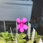 Pinguicula Sethos - Tissue Culture Flask Small (5.5oz)