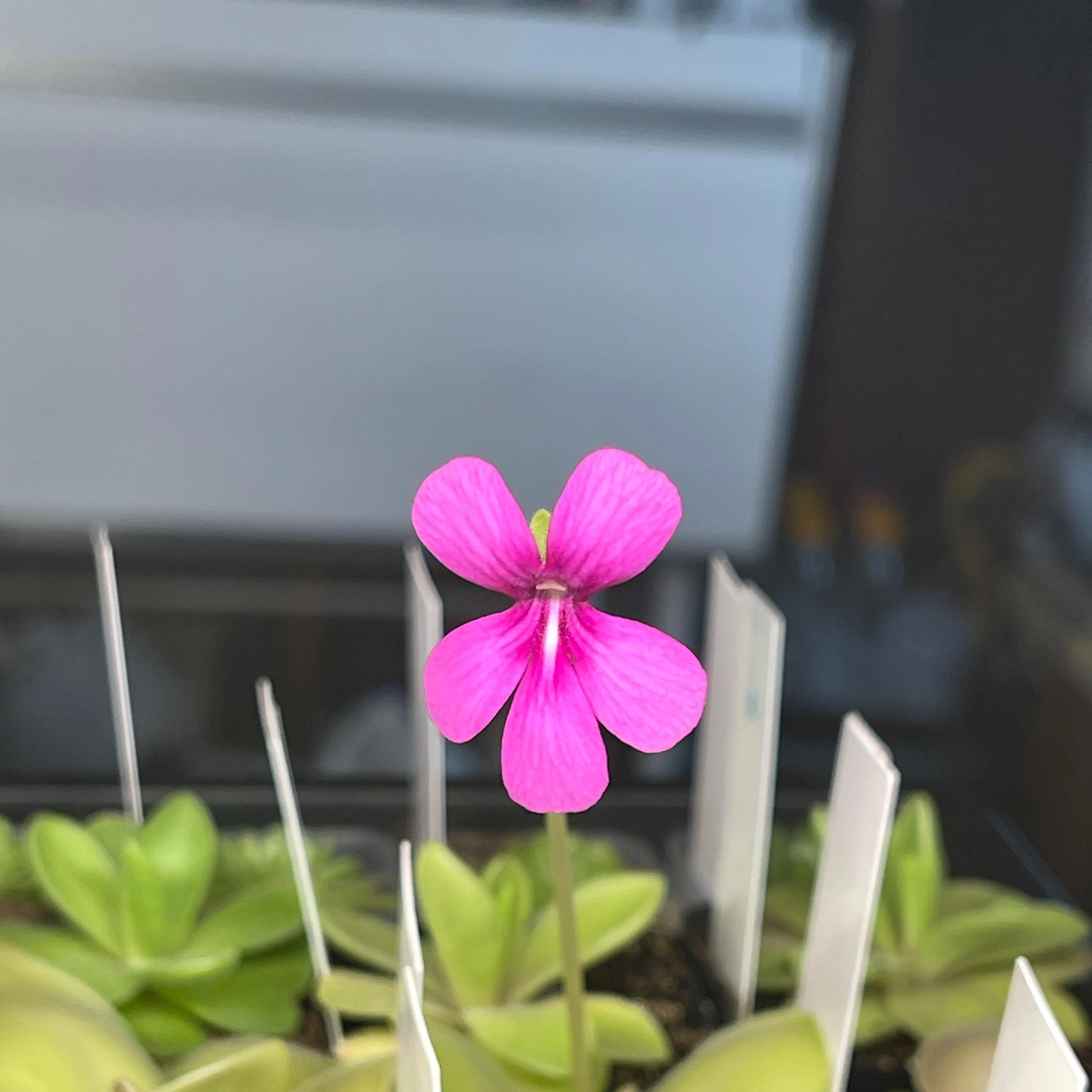Pinguicula Sethos - Tissue Culture Flask Small (5.5oz)