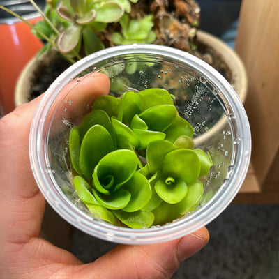 Pinguicula Spec. Guatemala - Tissue Culture, Small (5.5oz) Flask