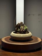 Nano Pinguicula Rock Display Starter Kit - Random Selection