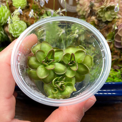 Pinguicula Hanka  - Tissue Culture, Small (5.5oz) Flask