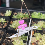 Pinguicula ehlersiae "Cotton Candy"