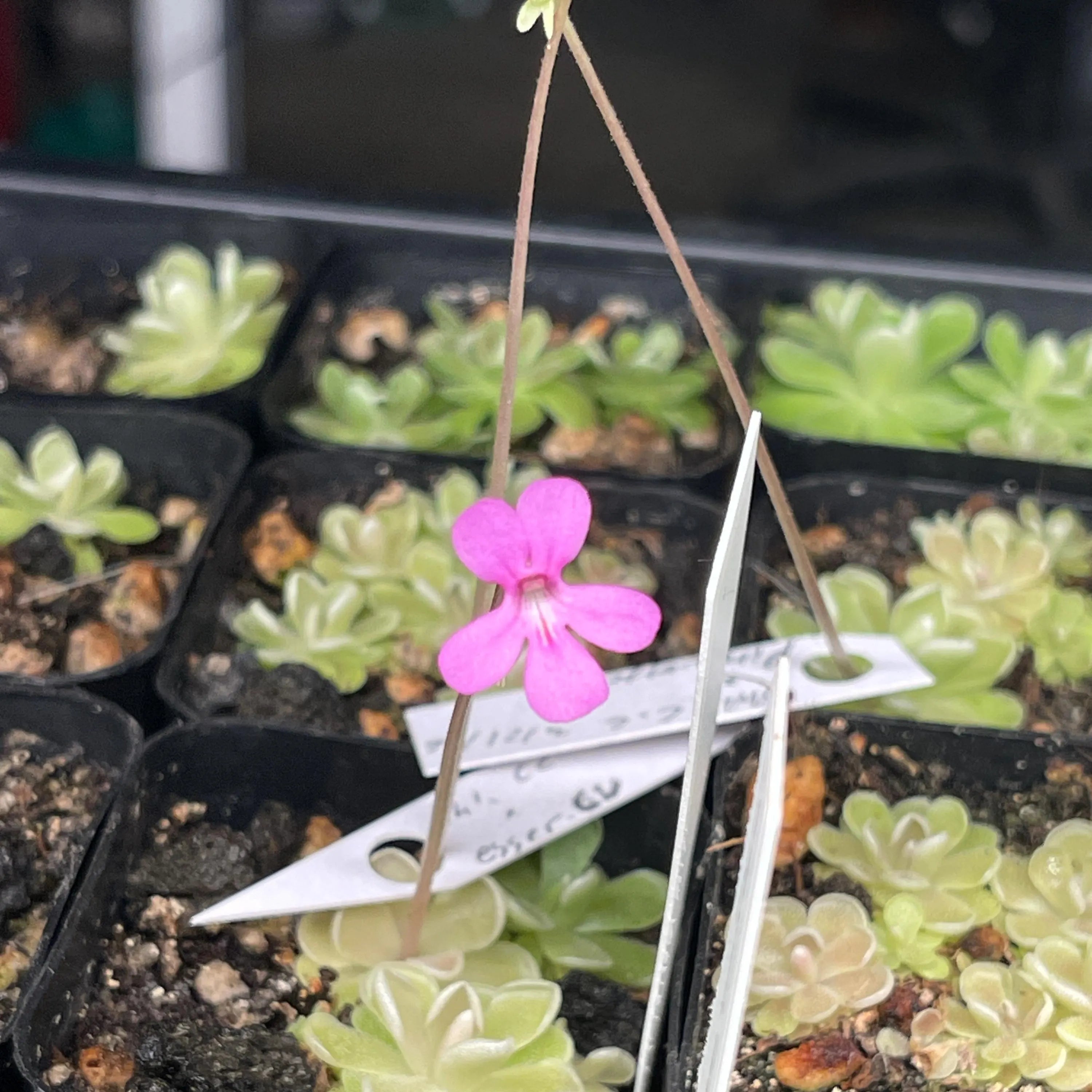 Pinguicula ehlersiae "Cotton Candy"