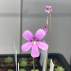 Pinguicula "Pirouette"- Tissue Culture Flask Large (12oz)