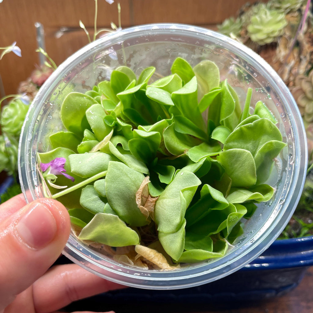 Pinguicula Big Purple Thing x agnata "Red Leaf" Clone 1 - Tissue Culture, Large (12oz) Flask