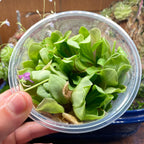 Pinguicula Big Purple Thing x agnata "Red Leaf" Clone 1 - Tissue Culture, Large (12oz) Flask