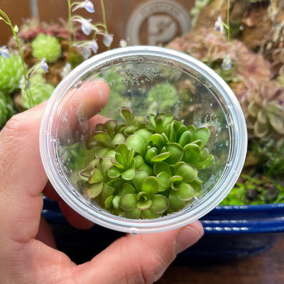 Pinguicula Plum Fairy - Tissue Culture,  Small (5.5oz) Flask