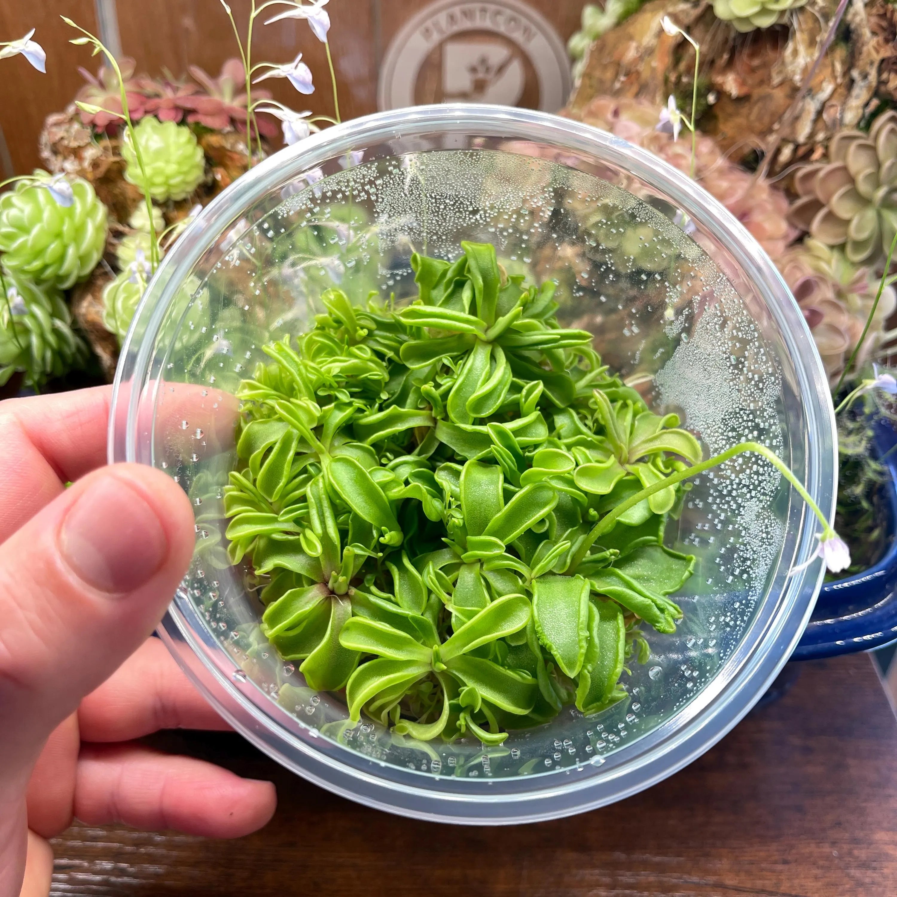Pinguicula emarginata  - Tissue Culture, Large (12oz) Flask
