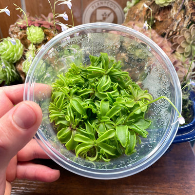 Pinguicula emarginata  - Tissue Culture, Large (12oz) Flask