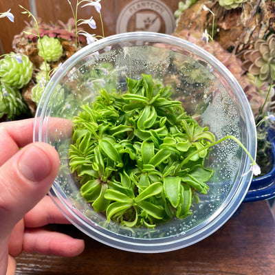Pinguicula emarginata  - Tissue Culture, Large (12oz) Flask