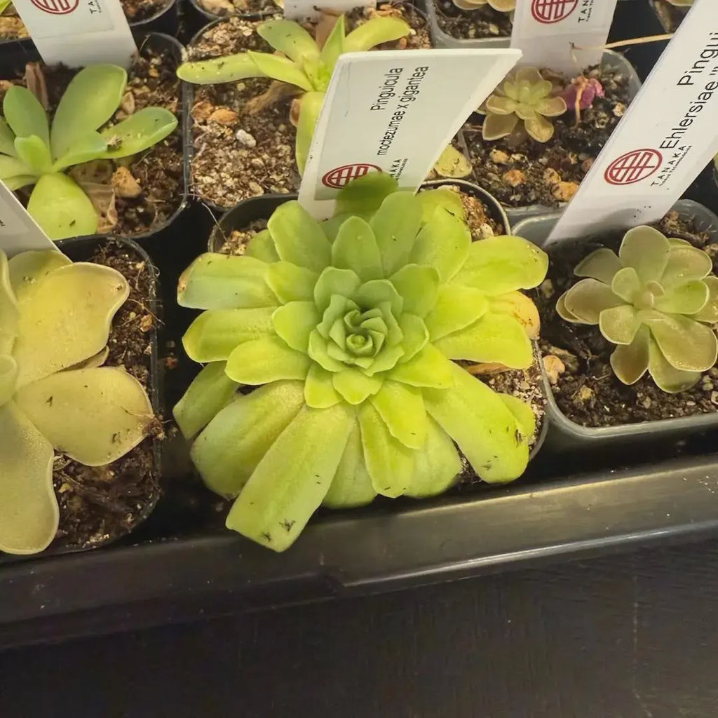 Pinguicula moctezumae x gigantea - Tissue Culture,  Small (5.5oz) Flask