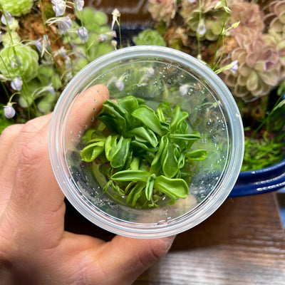 Pinguicula emarginata  - Tissue Culture, Small (5.5oz) Flask