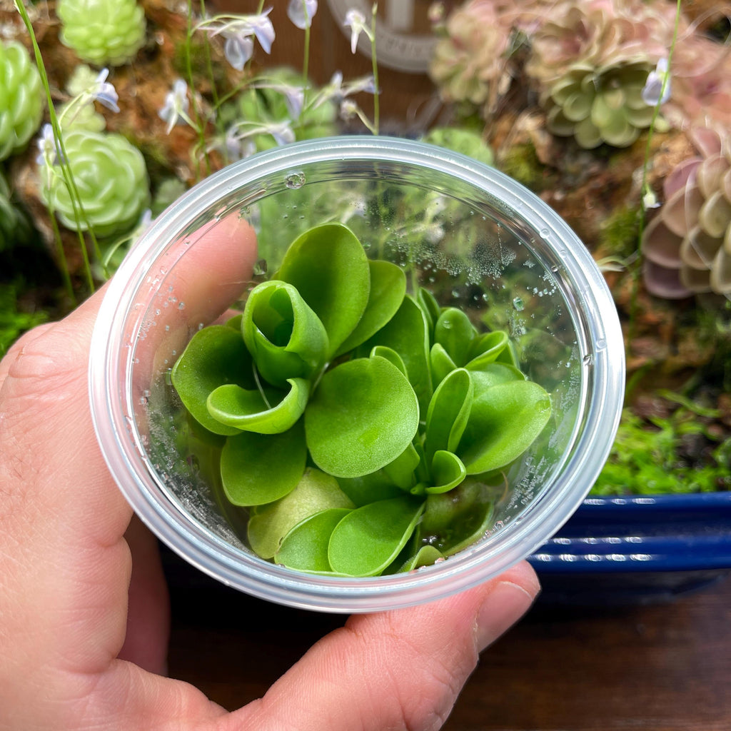 Pinguicula Gigantea - Tissue Culture Flask Small (5.5oz)