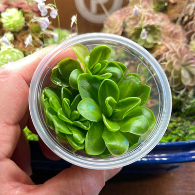 Pinguicula zecheri - Tissue Culture, Small (5.5oz) Flask