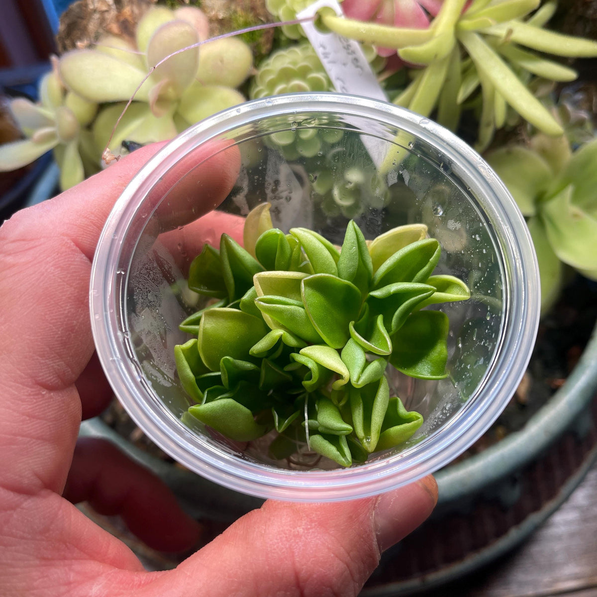 Pinguicula Titan - Tissue Culture, Small (5.5oz) Flask